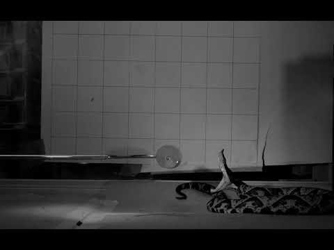 How snake bites really work