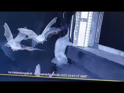 Caught on camera: Rats hunting bats mid-flight