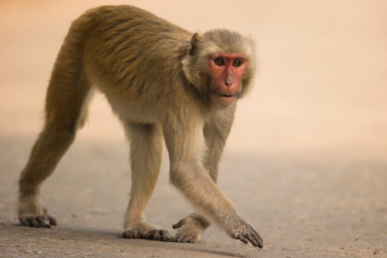 Lab monkeys on the loose in Mississippi don’t have herpes, university says. But are they dangerous?