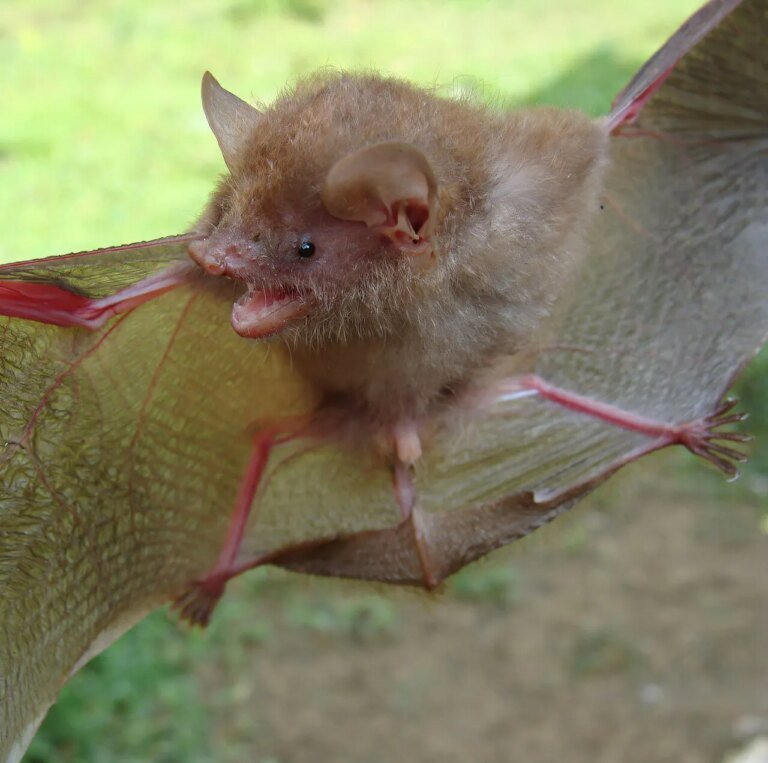 Six new bat species discovered in the Philippines
