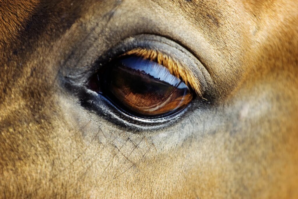 Why do horses have eyes on the side of their head?
