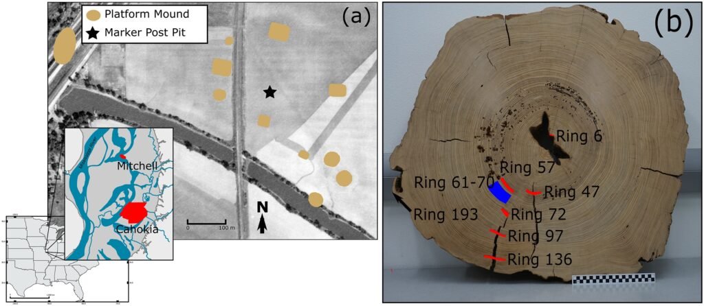 Indigenous Americans dragged, carried or floated 5-ton tree more than 100 miles to North America’s largest city north of Mexico 900 years ago