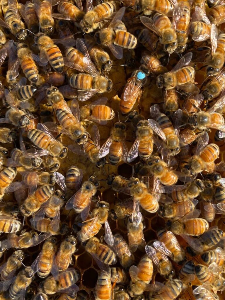 Queen bees are violently ousted if worker bees smell weakness