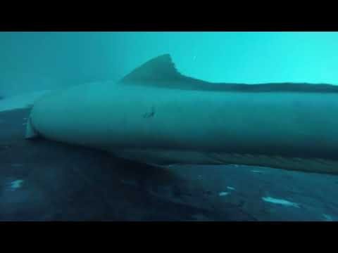Ride on a humpback whale with little sucker fish