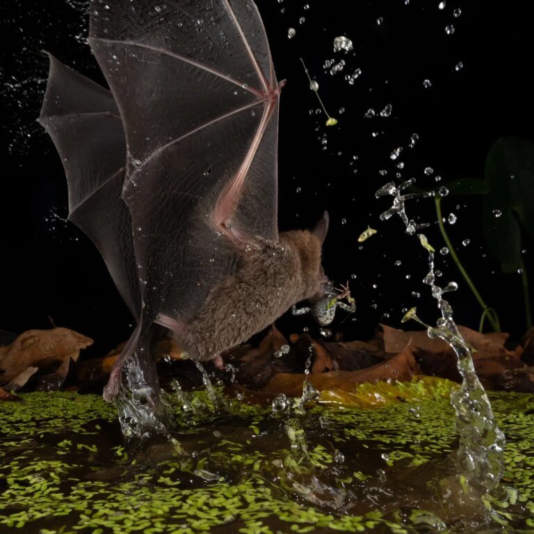 This tiny bat is one of the world’s deadliest hunters
