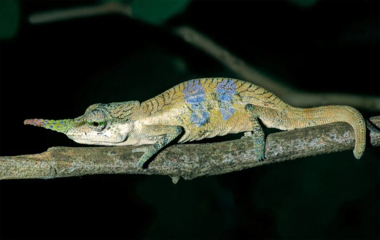 No lie. The long-nosed Pinocchio chameleon is multiple species.