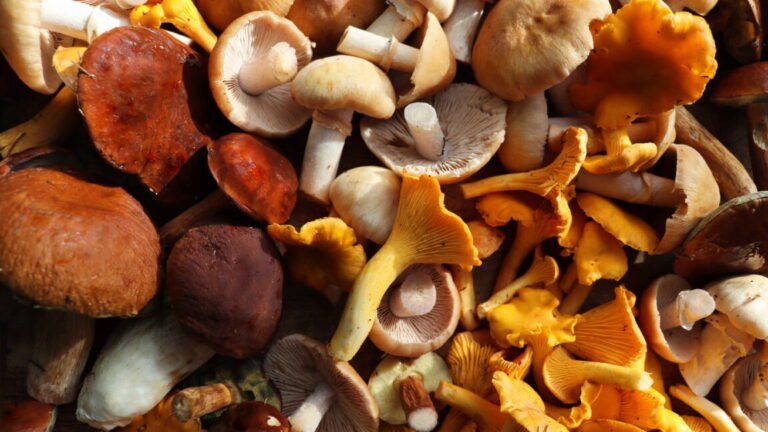 Mushroom foragers collect 160 species for food, medicine, art, and science