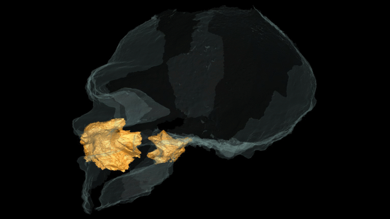 ‘Perfectly preserved’ Neanderthal skull bones suggest their noses didn’t evolve to warm air