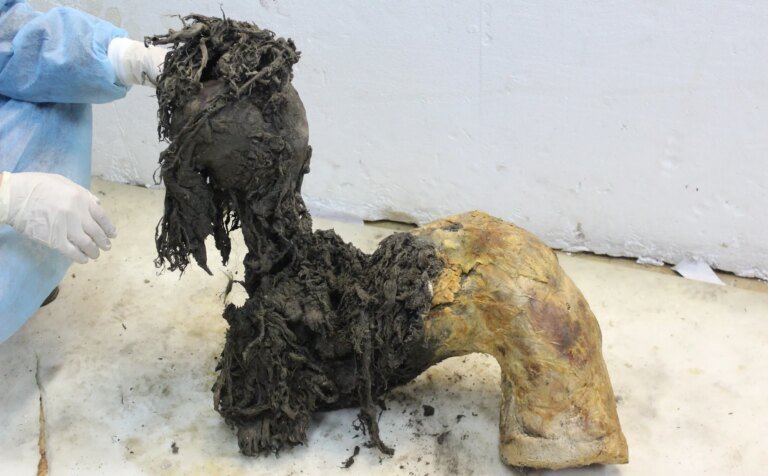 Oldest known RNA found in 40,000-year-old woolly mammoth leg