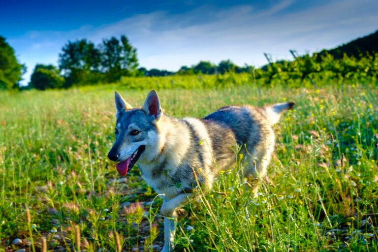 Most modern dogs have wolf DNA from relatively recent interbreeding. Here’s which breeds are the most and least ‘wolfish.’