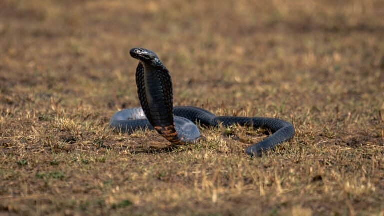 New antivenom works against 17 dangerous African snake species, study suggests