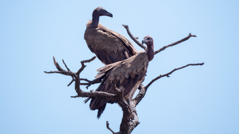 Why do vultures circle? | Live Science