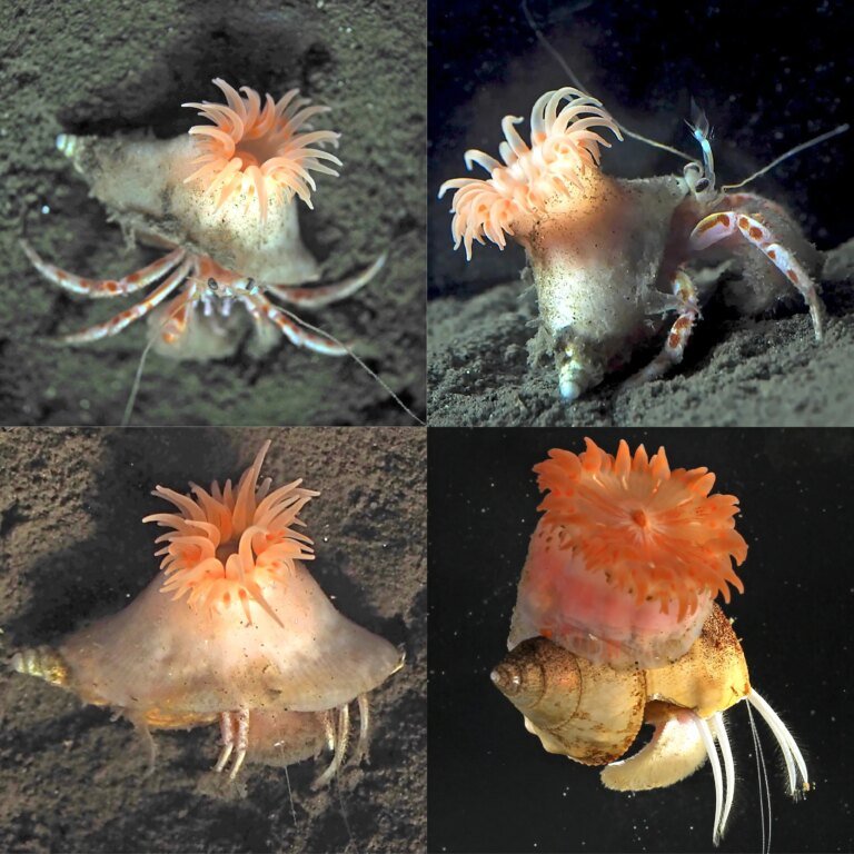 New species looks like a fuzzy pink hermit crab wig