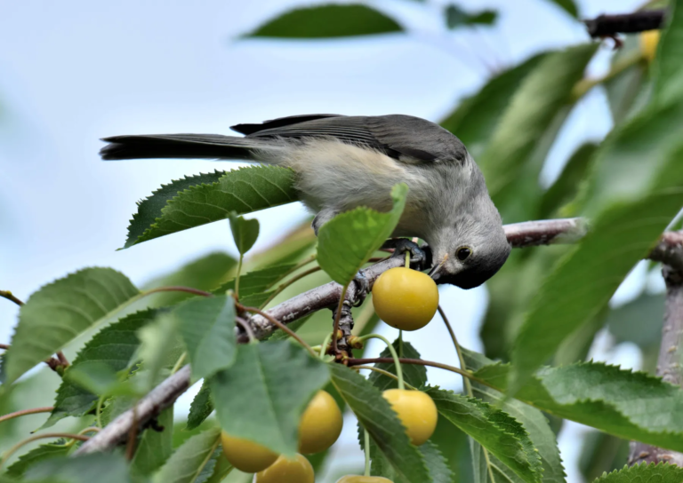 Falcons help keep bird poop off your delicious cherries