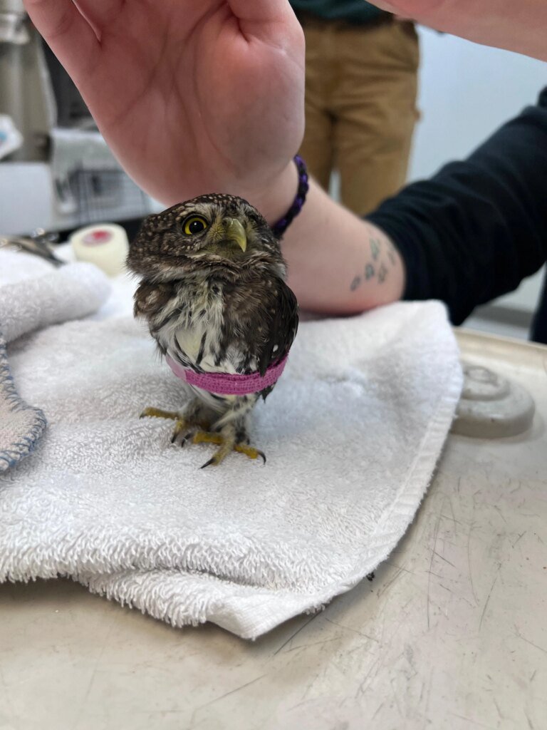 Alaska’s smallest owl gets the royal treatment after life-threatening injury