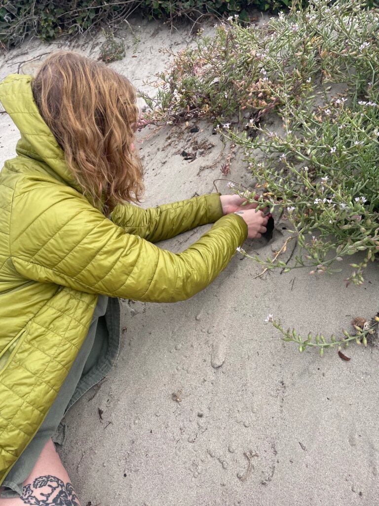 Beware, beachgoers: New spider discovered in California’s sand dunes