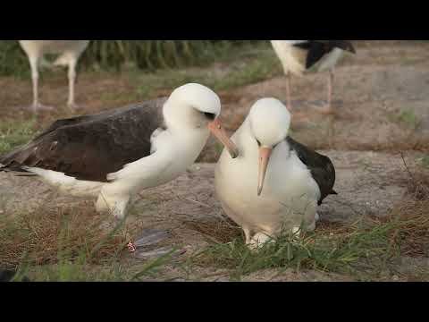 Record-breaking 75-year-old mother bird prepares to nest
