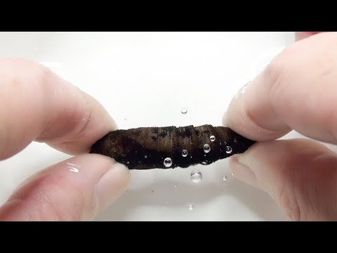 Young moths hiss at predators