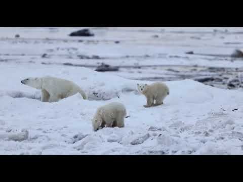 Rare polar bear adoption could save cub’s life
