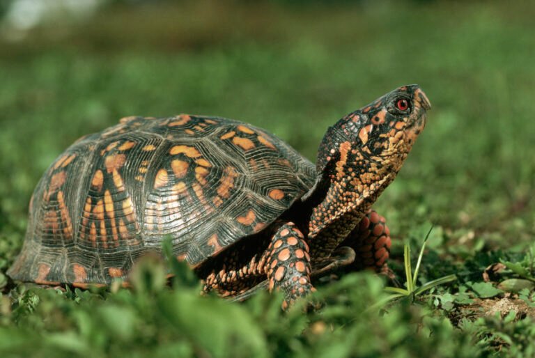 Can a turtle tuck its head all the way inside its shell?