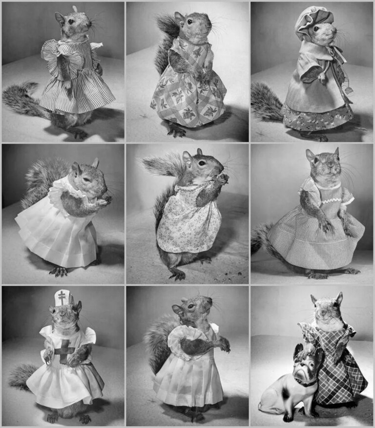 During WWII, a dress-wearing squirrel sold war bonds alongside FDR