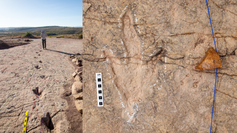 18,000 dinosaur tracks discovered along ancient Bolivian coastline — and they set a new record