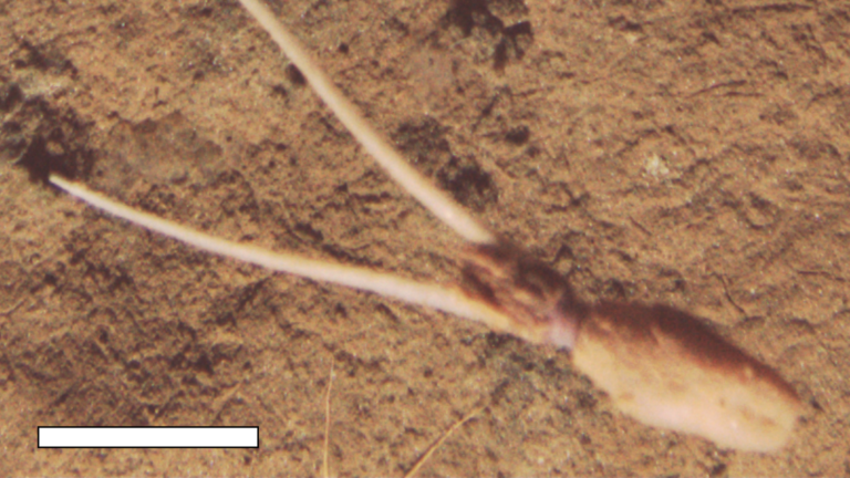 ‘Very novel and very puzzling’: Unknown species of squid spotted burying itself upside down, pretending to be a plant