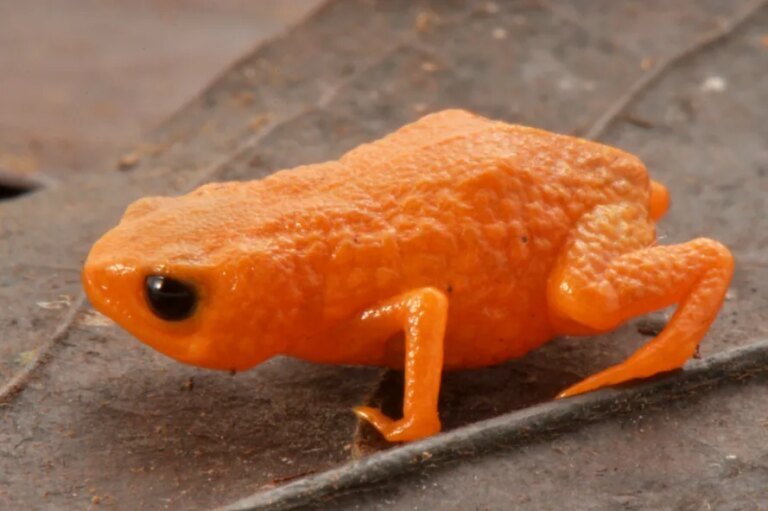 Teeny tiny orange toadlet found in Brazil