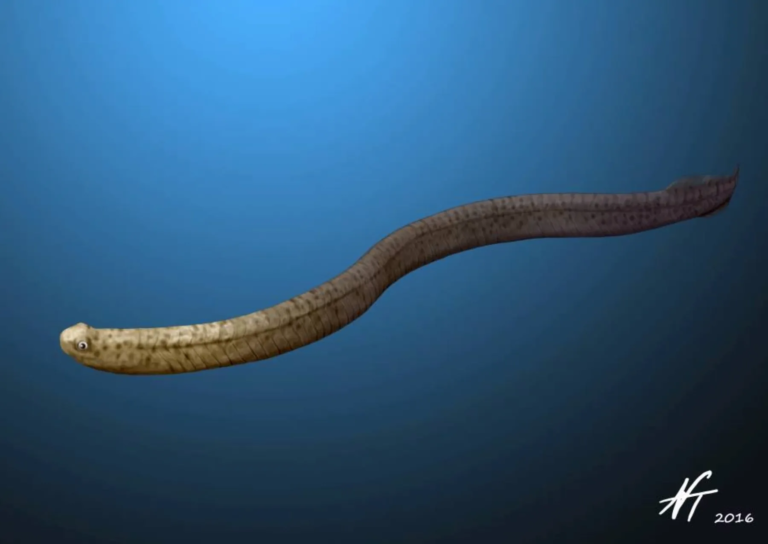 Mass death paved the way for the Age of Fishes