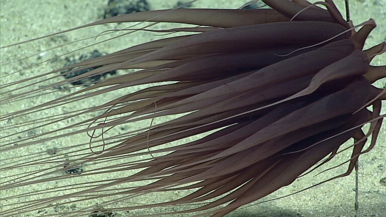 A ‘Golden Orb’ on the Ocean Floor Came From a Mysterious Animal