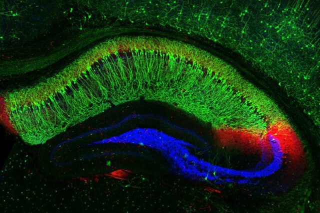 They call it stupid hot for a reason: Heat muddles animal brains