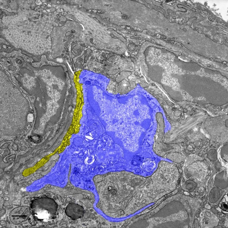 How pigeons exploit magnetic fields for navigation