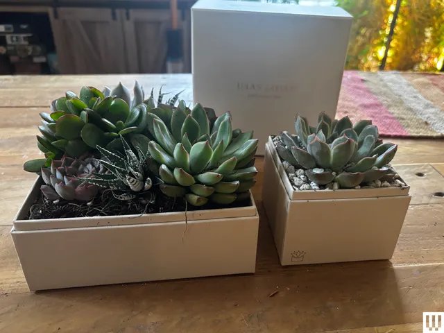 19 Best Gifts for Plant Lovers and Gardeners (2026)