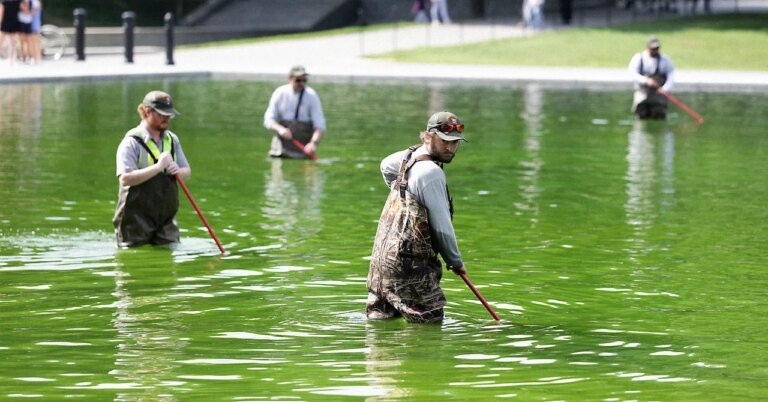 Why the Reflecting Pool Is Full of Algae After Trump’s Renovation